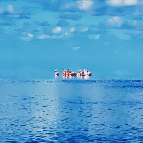 Flamingos at Flamingo 🦩

#flamingo #evergladesnationalpark #floridakeys #backcountryfishing #budnmarysmarina...